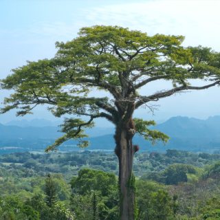 درخت کاپوک