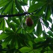 میوه جاکاراتیا دیجیتاتا روی درخت
