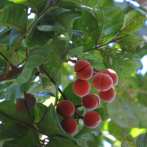 میوه کالابائو روی درخت