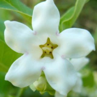گل رونده آرواجیا سفید