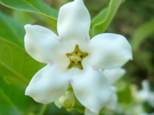 گل رونده آرواجیا سفید