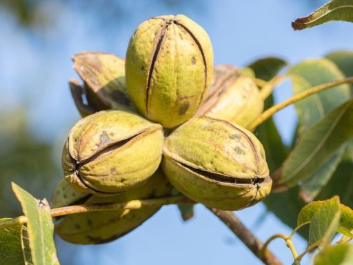 نهال گردو پیكان پيوندی