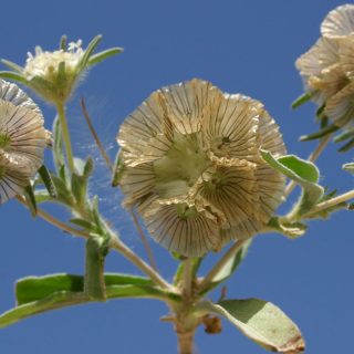 شاخه گل کبوتر، طوسک