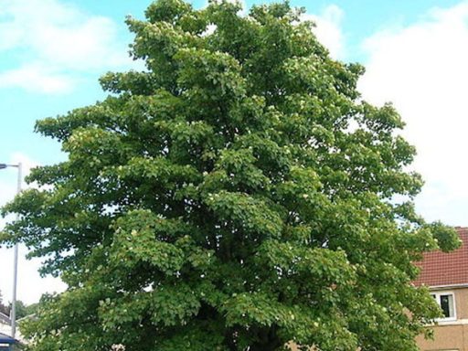 افرا شبه چناری در زمین