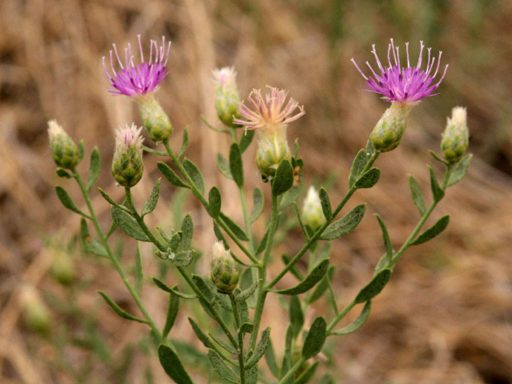 شکوفه تلخه گیجه
