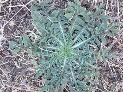 تلخه گیجه در زمین
