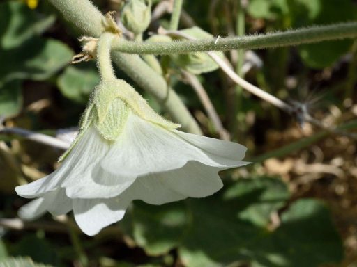 شاخه و برگ ختمی گوشه دار