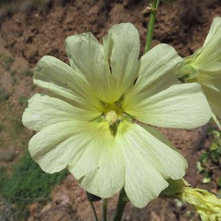 گل ختمی گوشه دار
