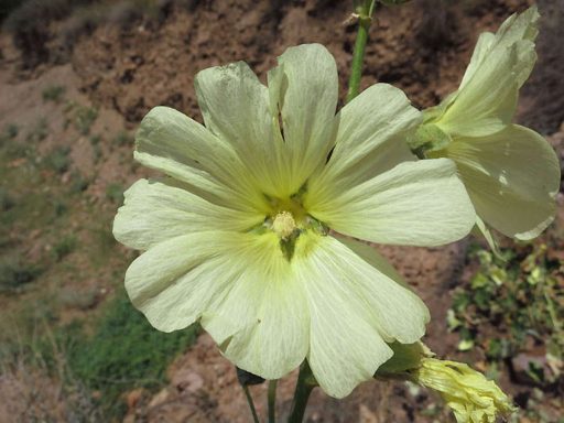 گل ختمی گوشه دار