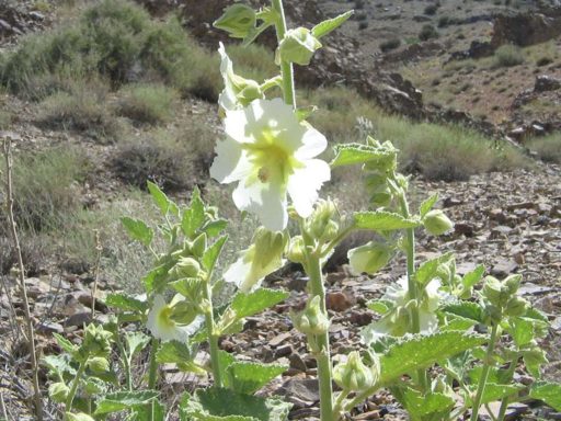 ختمی گوشه دار در زمین