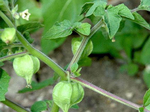ختمی گوشه دار در حیاط