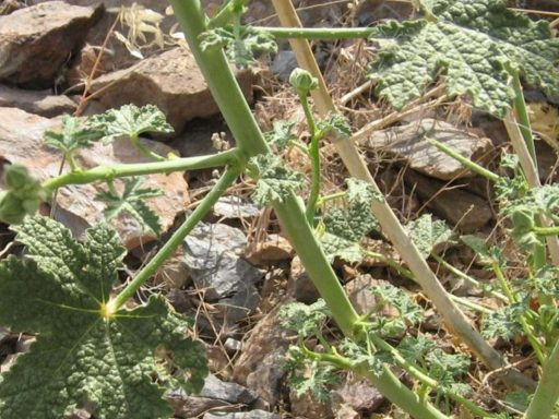 برگ ختمی وحشی