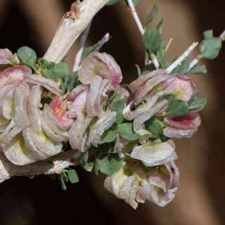 شکوفه کاروان کش