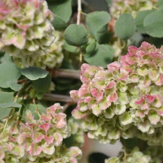 شاخه کاروان کش