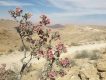 کاروان کش در بیابان