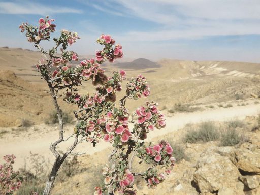 کاروان کش در بیابان