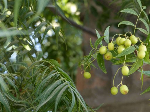 چریش از نزدیک