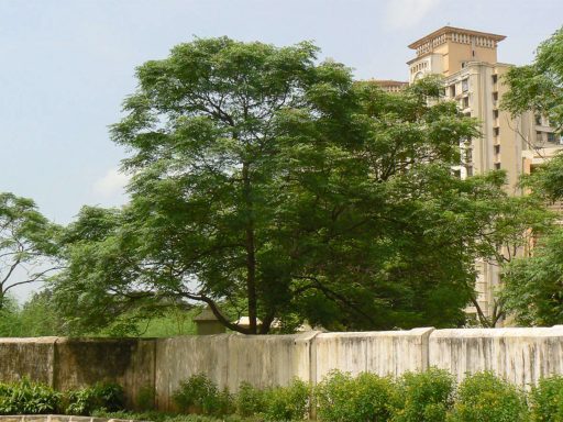 چریش از جلو