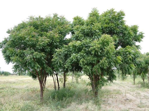 چریش در جنگل