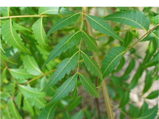برگ چریش
