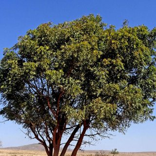 درخت چریش