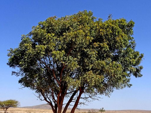 درخت چریش
