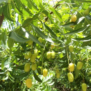 درخت چریش با میوه