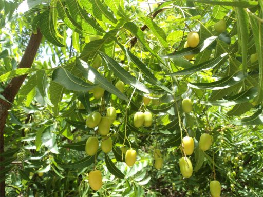 درخت چریش با میوه