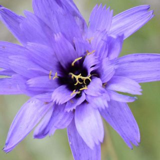 گل شکوفه کاسنی دارت