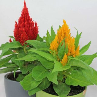 شاخه تاج خروس تاجی