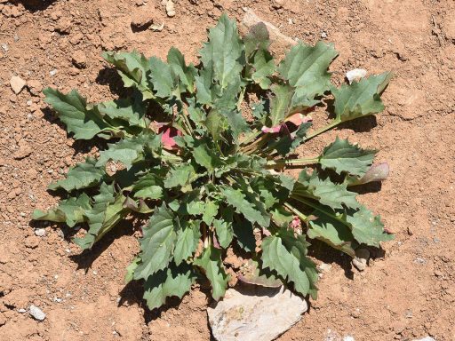 بوته سلمک توت گنجشکی