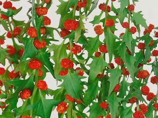 گل سلمک توت گنجشکی