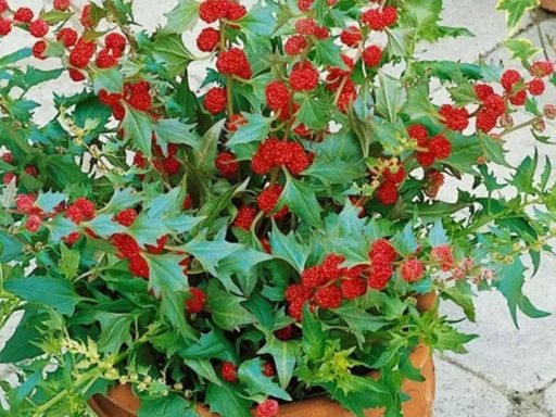 شاخه سلمک توت گنجشکی