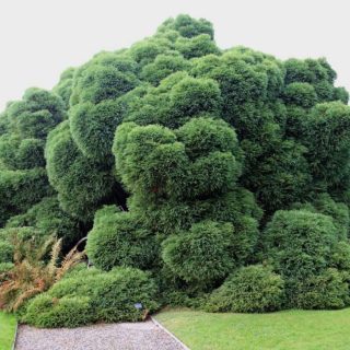 شاخه سدر ژاپنی در طبیعت