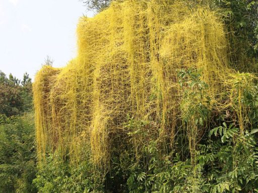 سس معمولی روی درخت