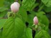 شکوفه به دانه