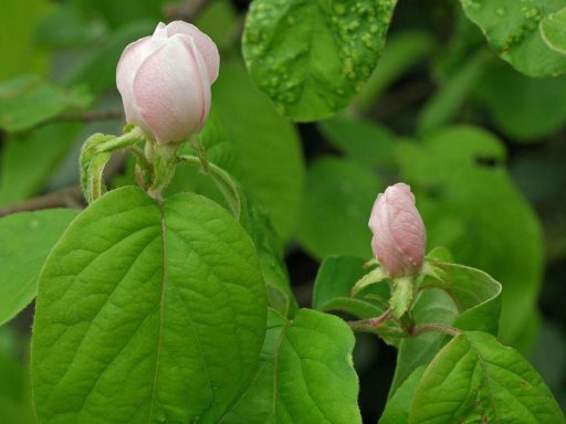 شکوفه به دانه