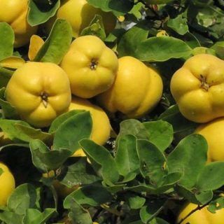 میوه به دانه