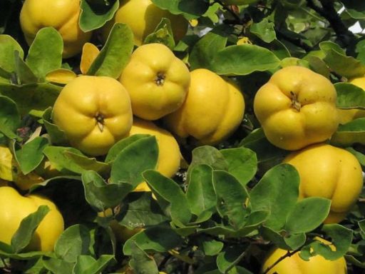 میوه به دانه