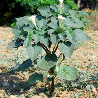 شاخه داتوره تماشایی