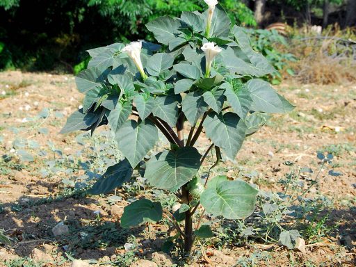شاخه داتوره تماشایی