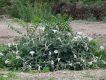 بوته داتوره تماشایی