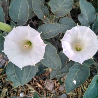 دو گل داتوره تماشایی
