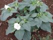 برگ داتوره تماشایی