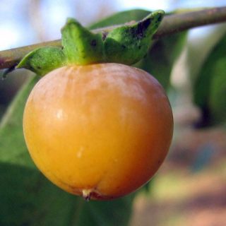 میوه خرمالوی آمریکایی