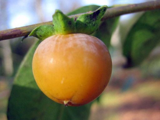 میوه خرمالوی آمریکایی