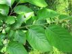برگ خرمالوی آمریکایی