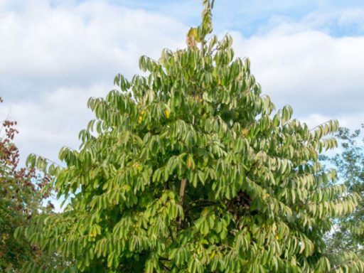 درخت خرمالوی آمریکایی