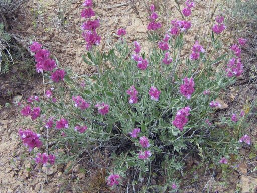 گل اروانه در طبیعت