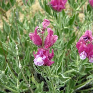 گل اروانه بنفش
